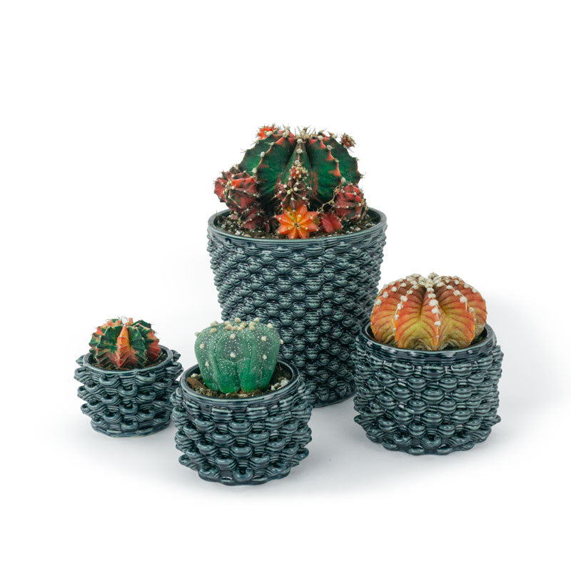 Cactus Pots