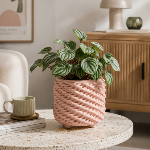 Cactus Planter - Short Loopy Pattern