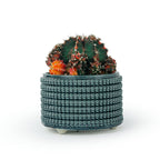 Cactus in a textured 3D printed ceramic storm colored planter, on a white background