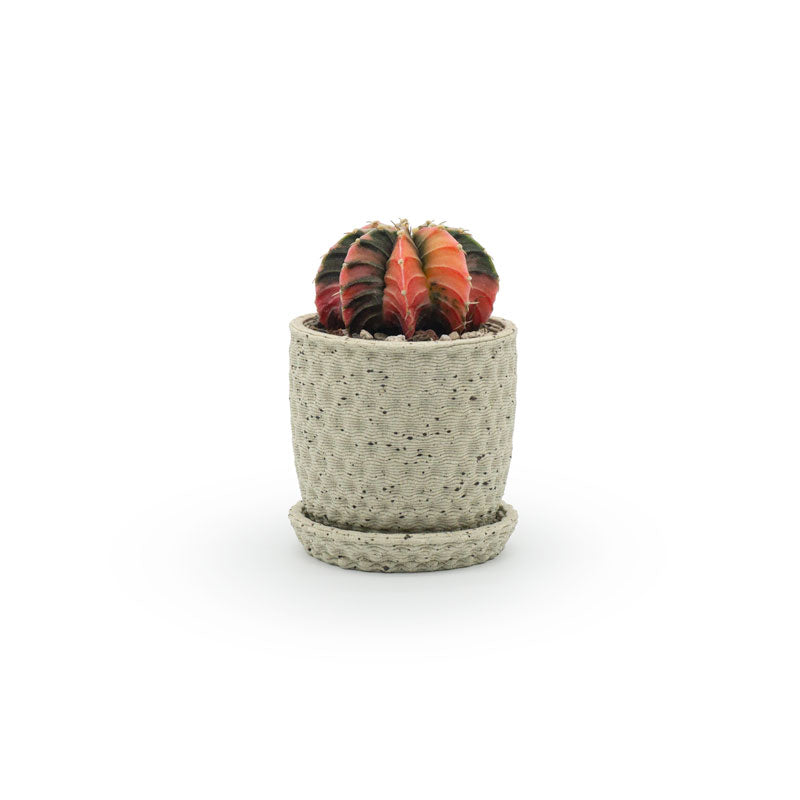 a red and black cactus plant in a 3D ceramic printed planters with a diamond pattern and speckles, with a tray