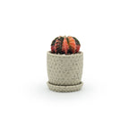 a red and black cactus plant in a 3D ceramic printed planters with a diamond pattern and speckles, with a tray