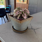 Planter - Square - Micro Scallop Pattern